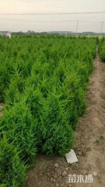 高度120厘米塔桧