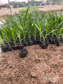 高度20厘米文殊兰