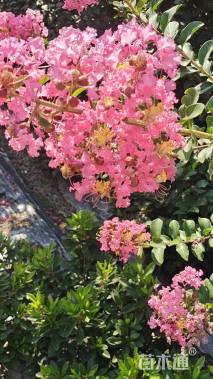 高度400厘米丛生紫薇