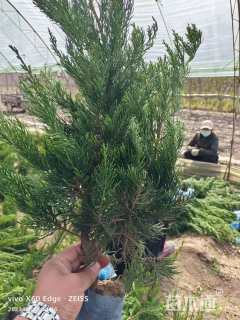 高度50厘米龙柏