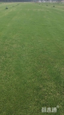 草卷状四季青草坪