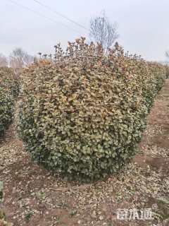 冠幅120厘米卫矛球