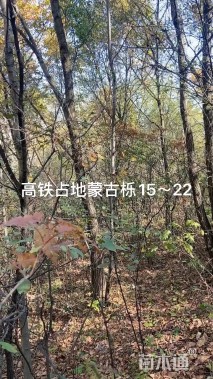 20公分蒙古栎