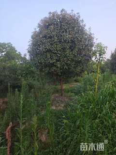 15公分红叶石楠