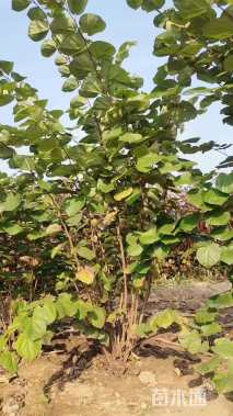 高度200厘米丛生紫荆