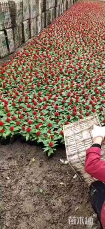 高度15厘米鸡冠花