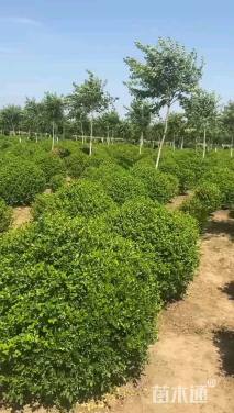 冠幅150厘米小叶黄杨球