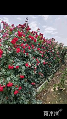 高度180厘米月季