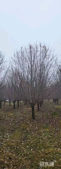 20公分绚丽海棠