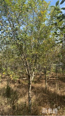 12公分八棱海棠