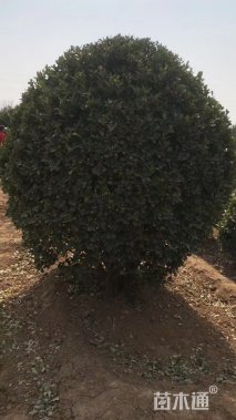 冠幅150厘米大叶黄杨球