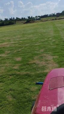 草卷状百慕大草