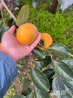 3公分柿树