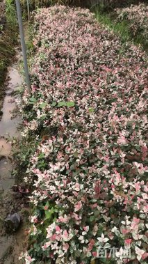 10厘米花叶络石
