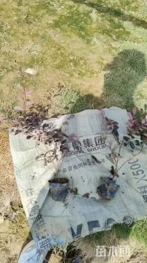 高度30厘米红花继木