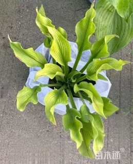 高度20厘米玉簪