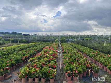 高度25厘米小叶龙船花