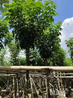 10公分紫花风铃木