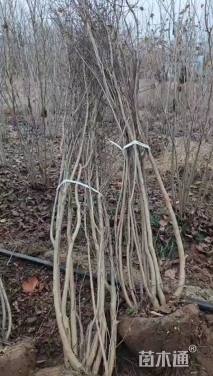 高度250厘米丛生紫薇