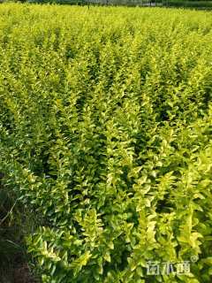 高度50厘米金叶女贞