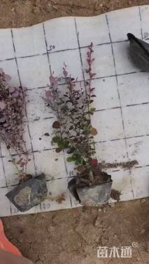 高度30厘米红叶小檗