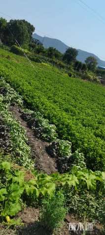 高度50厘米欧洲荚蒾