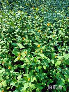 高度45厘米金丝桃