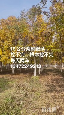 15公分栾树