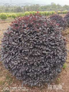 冠幅100厘米红花继木球