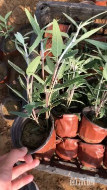 高度25厘米墨西哥鼠尾草