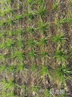 高度10厘米麦冬