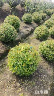 高度60厘米金叶大花六道木