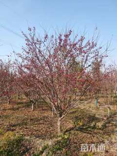 13公分亚当海棠