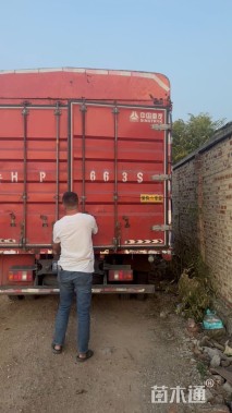 高度40厘米天竺葵