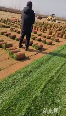 草卷状早熟禾草