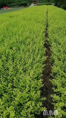 高度35厘米金叶女贞小苗