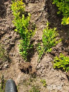 高度55厘米金叶女贞