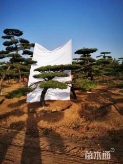 30公分造型松