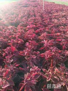 高度25厘米一串红