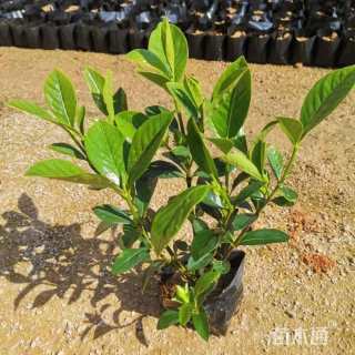 高度23厘米金森女贞