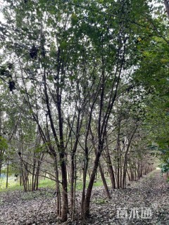 高度700厘米丛生五角枫