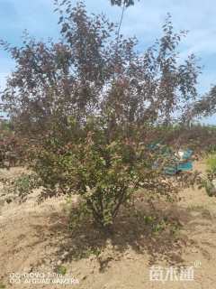 高度350厘米丛生榆叶梅