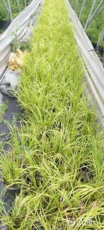 高度30厘米金叶石菖蒲