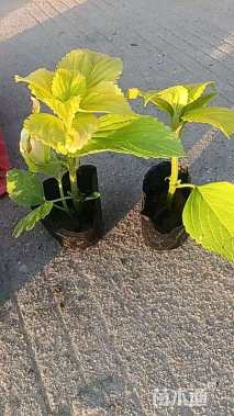 高度10厘米彩叶草