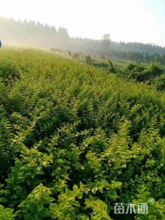 高度50厘米金叶女贞