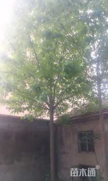 20公分沼生红栎