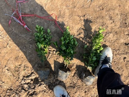 高度35厘米大叶黄杨