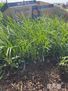 高度12厘米麦冬