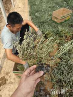 高度10厘米百里香