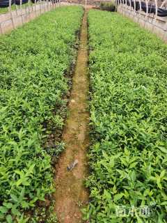 高度30厘米绣线菊